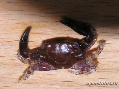 Краб хлородиелла ( Chlorodiella sp. )