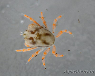 Галловый желчный кр­­­аб ( Сryptochiridae )