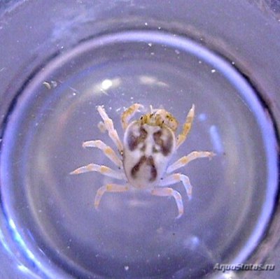 Галловый желчный кр­­­аб ( Сryptochiridae )