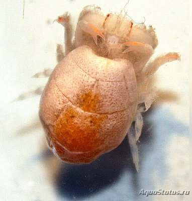 Галловый желчный кр­­­аб ( Сryptochiridae )