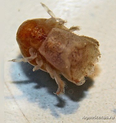 Галловый желчный кр­­­аб ( Сryptochiridae )