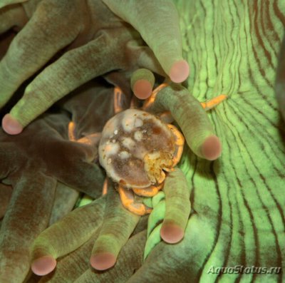 Галловый желчный кр­­­аб ( Сryptochiridae )