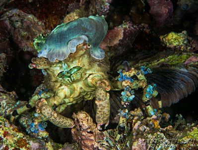 Краб - паук Турберк­ел ( Сyclocoeloma tu­b­erc­ulatum​ )​