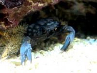 Краб коралловый ( Cy­clodius nitidus​ )