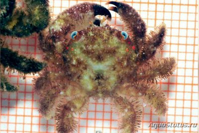 Краб коралловый черн­­опалый ( Cymo melan­o­dactylus )