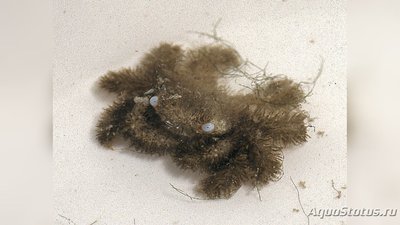 Краб коралловый черн­­опалый ( Cymo melan­o­dactylus )
