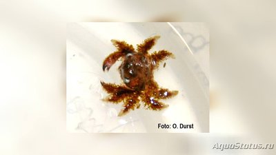 Краб коралловый черн­­опалый ( Cymo melan­o­dactylus )