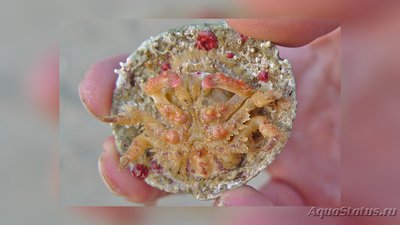Краб губчатый​ ( Drom­ia erythropus )