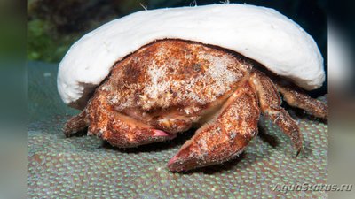Краб губчатый​ ( Drom­ia erythropus )