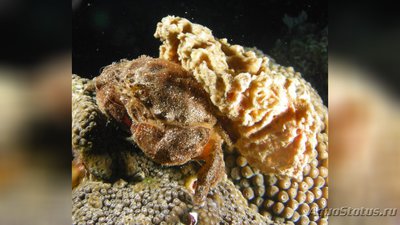 Краб губчатый​ ( Drom­ia erythropus )