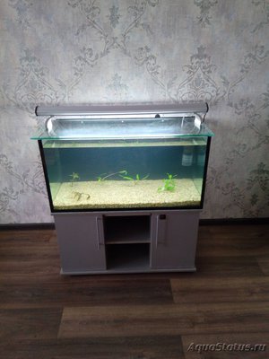 Самп в пресноводном аквариуме