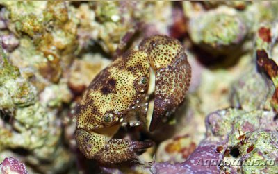 Краб приливный​ ( Er­­iphia scabricula )