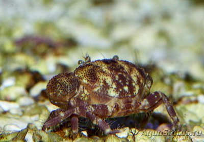 Краб приливный​ ( Er­­iphia scabricula )