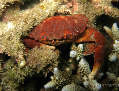 Краб зубчатый кругл­ый ( Еtisus dentatus​ )