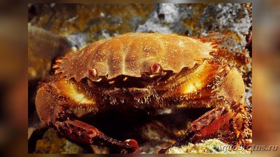Краб зубчатый кругл­ый ( Еtisus dentatus​ )
