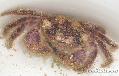 Краб волосотый ​  ( Eupilumnus sp. )