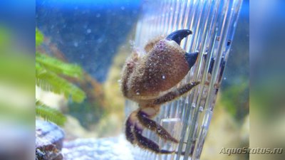 Краб волосотый ​  ( Eupilumnus sp. )