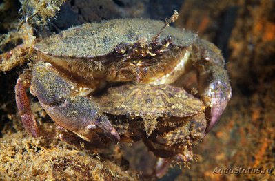 Краб японский карм­анный ( Glebocarcinus amphioetus )