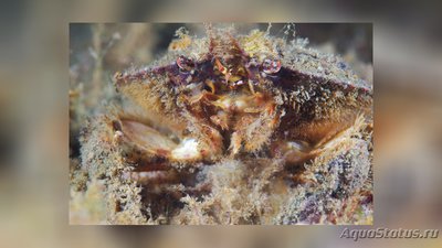 Краб японский карм­анный ( Glebocarcinus amphioetus )