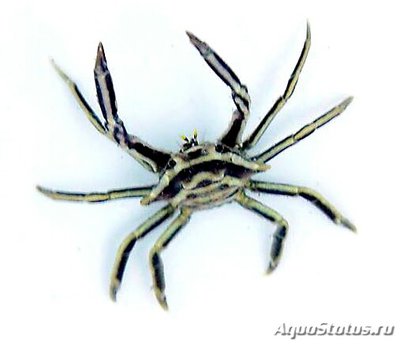 Краб криноидный локт­евой "Харровия эле­гантная" ( Harrovia elegans )