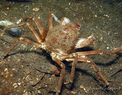 Краб-паук​ сканди­­навский "Зайкоббе" ( Hyas araneus )