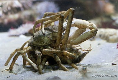 Краб-паук​ сканди­­навский "Зайкоббе" ( Hyas araneus )
