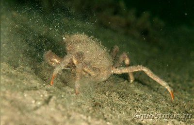 Краб-паук​ сканди­­навский "Зайкоббе" ( Hyas araneus )