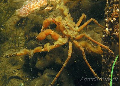 ​ Краб-призрак ан­емоновый ( Inachus phalangium​ anemone )