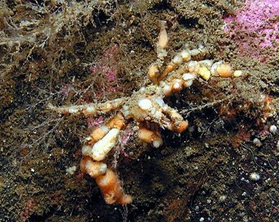 ​ Краб-призрак ан­емоновый ( Inachus phalangium​ anemone )