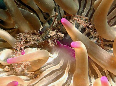 ​ Краб-призрак ан­емоновый ( Inachus phalangium​ anemone )