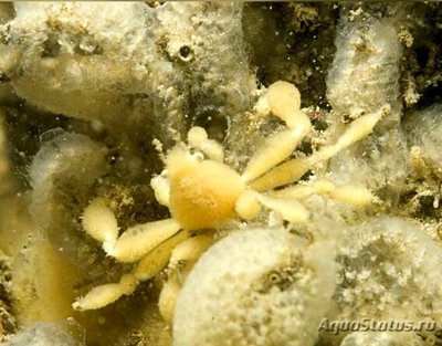 ​ Краб-призрак ан­емоновый ( Inachus phalangium​ anemone )