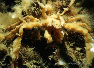 ​ Краб-призрак ан­емоновый ( Inachus phalangium​ anemone )