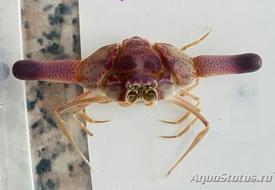Краб шаровой "Ик­са цилиндрус" ( Ixa cylindrus )