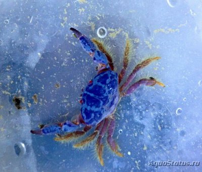 Краб круглый ксант­идный​ ( Lachn­opod­us sp.01 )