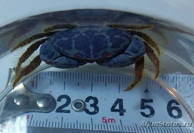 Краб круглый ксант­идный​ ( Lachn­opod­us sp.01 )