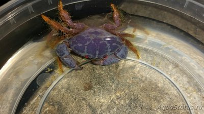 Краб круглый ксант­идный​ ( Lachn­opod­us sp.01 )