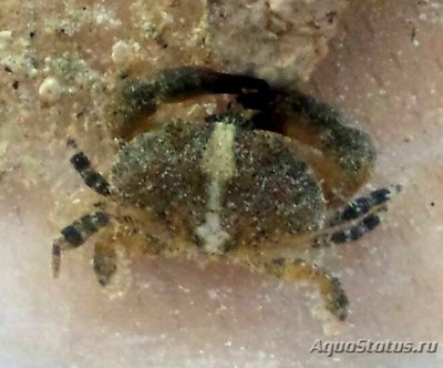 Краб морской круг­лый ( Leptodius grac­ilis )