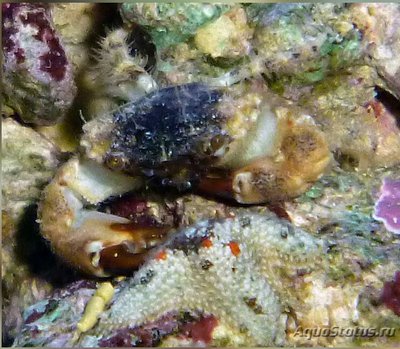 Краб круглый ксанто­­идный ( Leptodius sp­­.01​ )