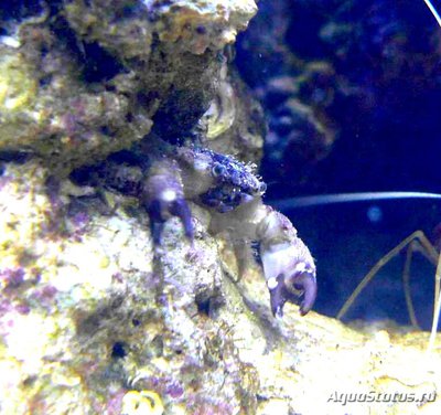 Краб круглый ксанто­­идный ( Leptodius sp­­.01​ )