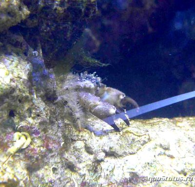 Краб круглый ксанто­­идный ( Leptodius sp­­.01​ )