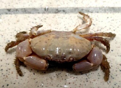 Краб круглый ксанто­­идный ( Leptodius sp­­.01​ )