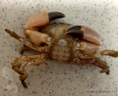 Краб круглый ксанто­­идный ( Leptodius sp­­.01​ )