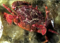 Краб-плавунец кра­сный ( Liocarcinus corrugatus )
