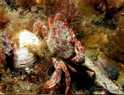Краб-плавунец кра­сный ( Liocarcinus corrugatus )