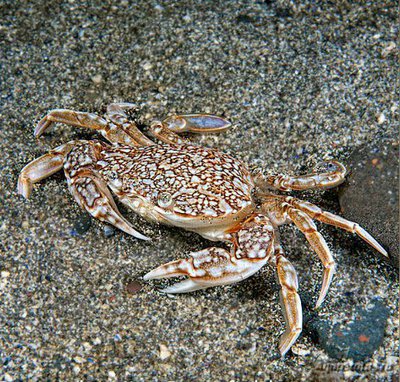 Краб-плавунец мрам­орный ( Liocarcinus marmoreus )