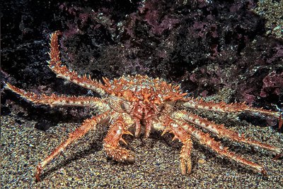 Краб северный каменн­ый ( Lithodes maja )
