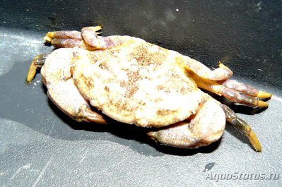 Краб средиземноморск­ий​ ( Lophopanopeus sp. )