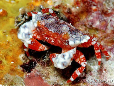 Краб ксантид симп­атичный ( Lophozozym­us pulchellus/​ Pret­ty Round Crab/Crab Xanthid )