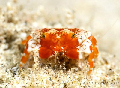 Краб ксантид симп­атичный ( Lophozozym­us pulchellus/​ Pret­ty Round Crab/Crab Xanthid )