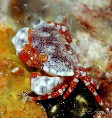 Краб ксантид симп­атичный ( Lophozozym­us pulchellus/​ Pret­ty Round Crab/Crab Xanthid )